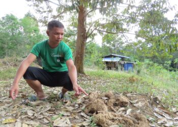 RAMA Ajom menunjukkan najis gajah di kawasan Kampung Mendrod, Pos Brooke, Gua Musang Kelantan. – UTUSAN/AIMUNI TUAN LAH