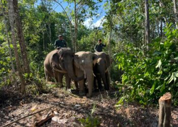 DUA ekor gajah denak digunakan bagi memindahkan seekor gajah liar yang ditangkap di Kampung Pak Sik, Hulu Besut, Besut, hari ini. - UTUSAN/WAN ZURATIKAH IFFAH WAN ZULKIFLI