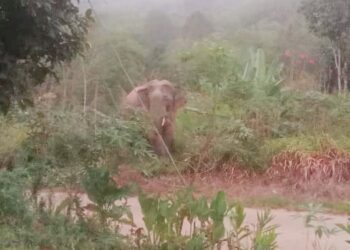 KELIBAT gajah liar yang sempat dirakam penduduk Orang Asli di Pos Pasik, Gua Musang, Kelantan, semalam.