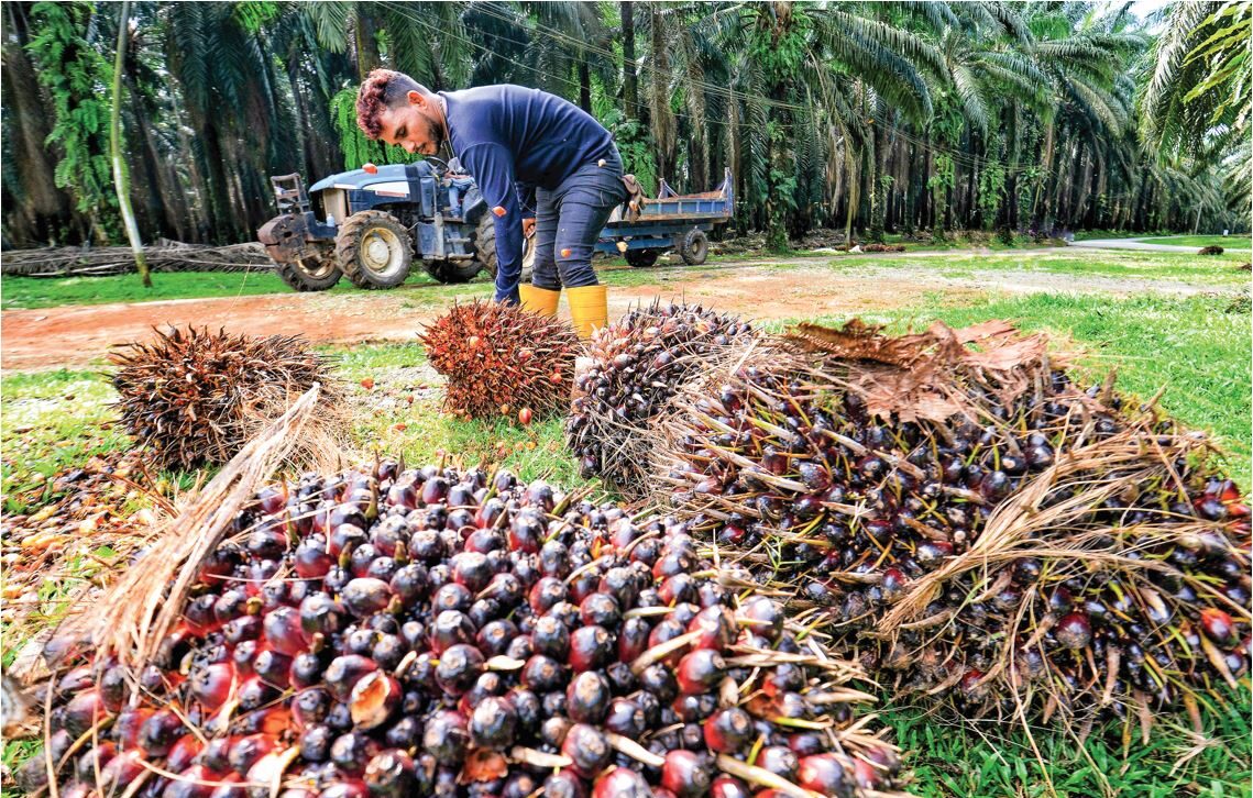 Inventori minyak sawit berpotensi meningkat hingga dua juta tan