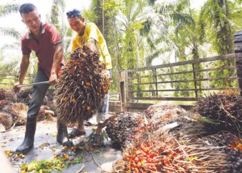 PENEROKA Felda terdedah kepada manipulasi harga jika menjual hasil sawit kepada kilang swasta. 
– GAMBAR HIASAN