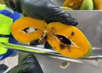 RAMPASAN mangga import dari Thailand yang mengandungi serangga perosak berjaya ditahan Maqis Kelantan hasil pemeriksaan yang dilakukan di Kompleks Imigresen, Kastam, Kuarantin dan Keselamatan (ICQS) Rantau Panjang, Kelantan-IHSAN MAQIS