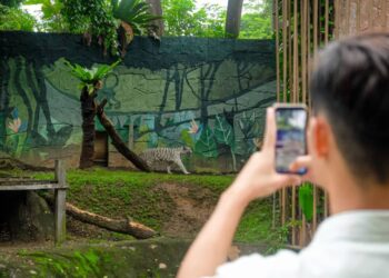 SEORANG pengunjung sedang mengambil gambar harimau putih di Zoo Melaka, Ayer Keroh, Melaka. - UTUSAN/SYAFEEQ AHMAD