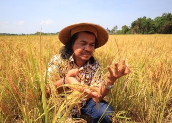 PADI yang diusahakan Mohd. Yusri Mohammad Nor subur walaupun kemarau melanda Kampung Lubok Jambu, Kota Bharu, Kelantan-UTUSAN/KAMARUL BISMI KAMARUZAMAN.