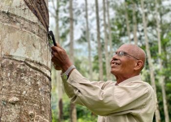 OTHMAN Salleh menoreh getah di kebunnya di Kampung Belukar Luas, Kuala Nerang di Padang Terap. – UTUSAN/ SHAHIR NOORDIN