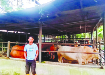 ABDUL Latif Abd. Rashid menternak dan menjual lembu sejak lebih 11 tahun lalu. – UTUSAN