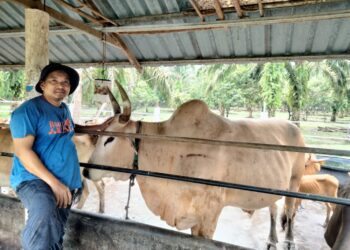 Abd. Samad Samiran di samping Playboy yang akan dikorbankan esok di ladang ternakannya di Kampung Pak Khalib,  Pekan Nanas, di Pontian, Johor. - UTUSAN/MUHAMMAD ZIKRI