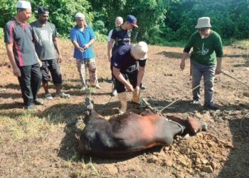 SEEKOR lembu ditumbangkan dalam program korban Aidiladha  bersama masyarakat Islam Orang Asli di Ulu Bekor, Kuala Kangsar, Perak, semalam.