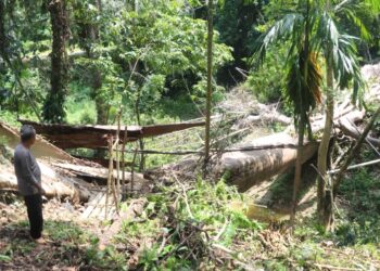 SANUSI Bakar melihat pokok tualang berusia lebih 500 tahun di kampung Kuala Wau, Maran yang tumbang bulan lalu. – UTUSAN/SALEHUDIN MAT RASAD