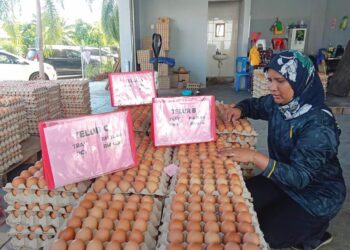 NURSYZANIL Adha Ramli menyusun bekalan telur di premisnya di Kampung Chabang Tiga, Kuala Terengganu, semalam. – UTUSAN/PUQTRA HAIRRY ROSLI