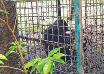 SEEKOR beruang jantan yang ditangkap Perhilitan di kebun kelapa sawit di Kampung Padang Serai, Setiu, Terengganu, kelmarin.