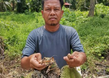 IBRAHIM Mat Nyan menunjukkan buah durian hampir masak digugurkan oleh kera dan beruk liar di Kampung Gajah, Pasir Salak. - UTUSAN/AIN SAFRE BIDIN