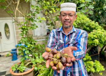 AZIZ Romli menunjukkan buah kristal atau matoa yang ditanam di halaman rumahnya di Kampung Kubang Menerong Padang Sera di Kodiang, Kubang Pasu.