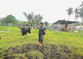 GOLONGAN penternak terjejas ekoran lambakan lembu dan kambing dari Thailand yang dijual murah berbanding lembu serta kambing tempatan. – UTUSAN/SHAIKH AHMAD RAZIF