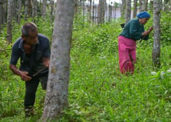 SULONG Jusoh dan Sopiah Mamat menoreh di kebun getah di Kampung Rawai, Kuala Terengganu, semalam. 
– UTUSAN/PUQTRA HAIRRY ROSLI