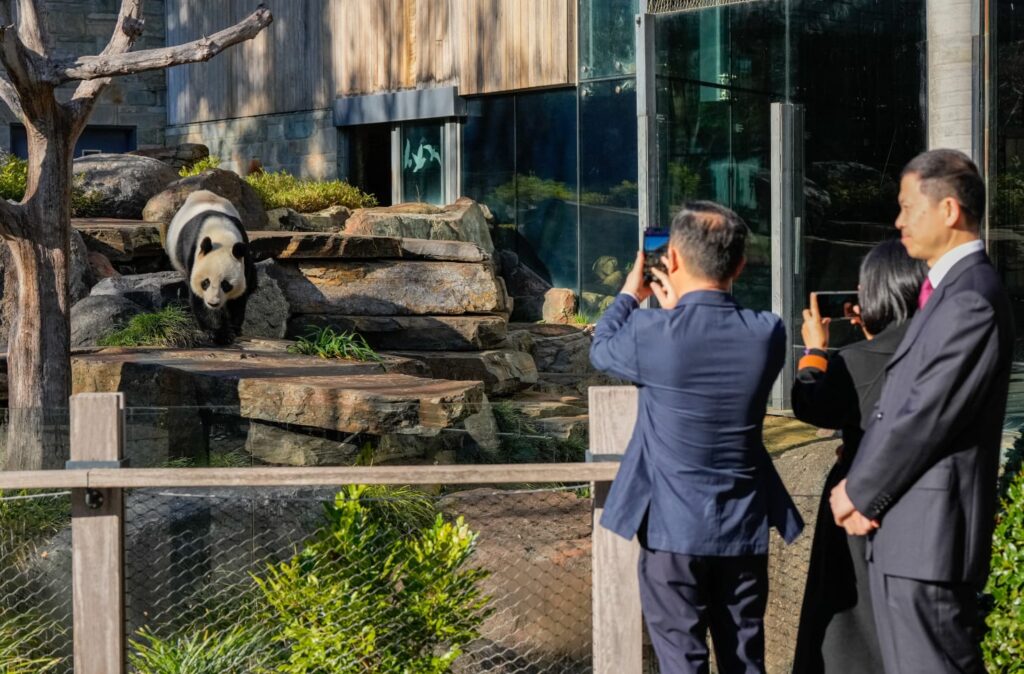Gagal hasil zuriat, China ganti panda gergasi di Australia