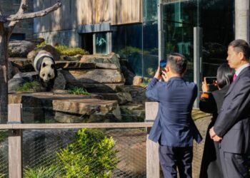 ZOO Adelaide menjadi rumah kepada Wang Wang dan Fu Ni sejak 2009.- AFP