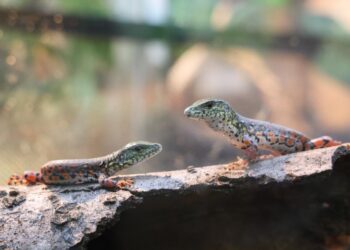 SPESIS biawak tegu buaya berasal dari lembah Amazon.- AGENSI