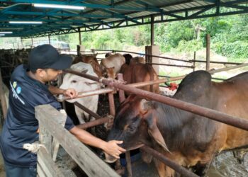 MOHAMAD Alias Zainol Abidin bersama lembu sado jenis brahman yang telah ditempah pembeli sempena Hari Raya Aidiladha di Batu 13, Jalan Sintok, Kubang Pasu semalam.