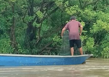 SEORANG nelayan menarik bubu naga yang dipasang di Sungai Kahang, Kluang di Johor semalam.