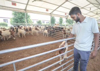 MUHAMAD Al Amin Osman bersama kambing yang ditempah untuk ibadat korban di Pusat Penyembelihan dan Ternakan Osman Goat di Kangkar Tebrau, Johor Bahru. – MINGGUAN/RAJA JAAFAR ALI