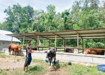 MOHD. Johari Mohammad melihat keadaan lembu yang akan dikorbankan pada sambutan Hari Raya Aidiladha di Kampung Batu 5, Tanah Merah, Kelantan semalam.