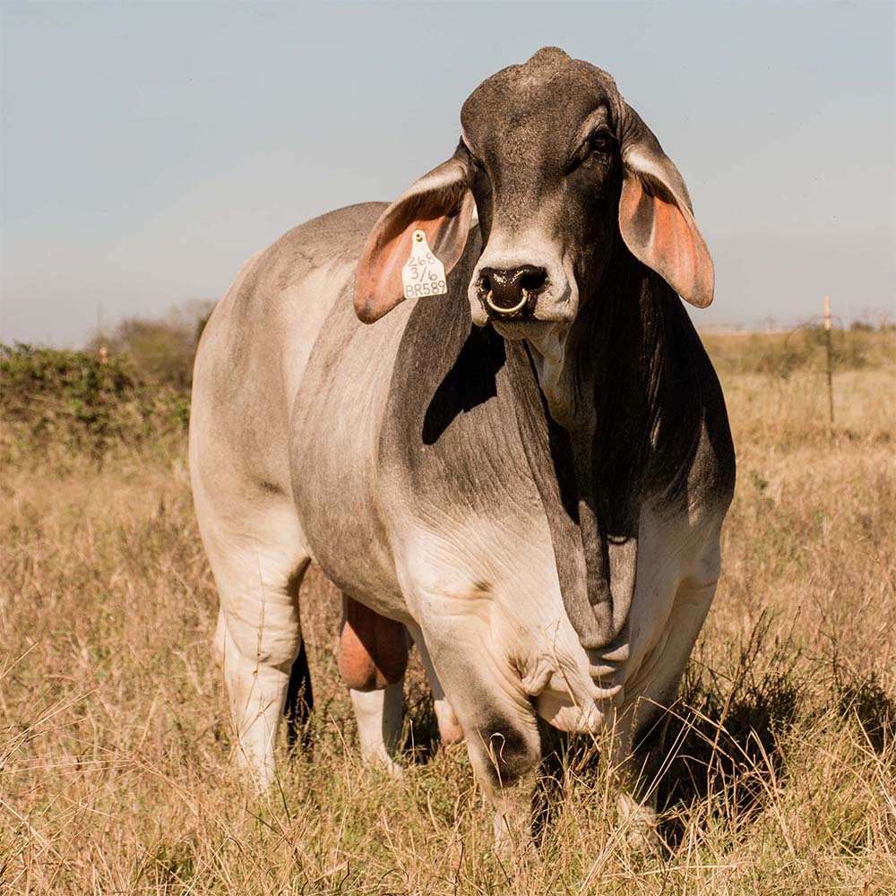 5 baka lembu pedaging paling popular