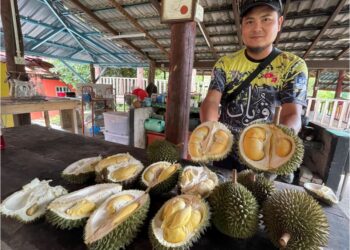 AHMAD Luqman Hakim Nor Azlan menunjukkan durian Duri Hitam yang mendapat permintaan tinggi daripada penggemarnya.