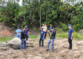 LEE Ting Han dan pegawai Perhilitan Johor meninjau tempat penemuan bangkai empat ekor gajah di Kampung Sri Timur dekat Kluang