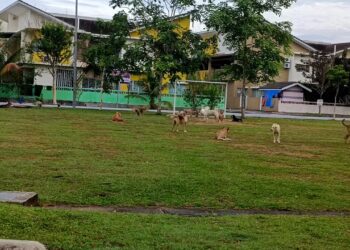 KUMPULAN anjing liar berkeliaran di kawasan taman permainan telah menimbulkan rasa bimbang penduduk di Taman Desiran, Bandar Enstek, Nilai, Seremban.