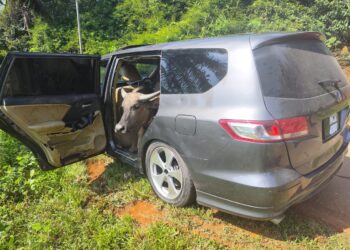 TIGA ekor kerbau ditemukan di dalam sebuah MPV di tengah jalan Kampung Bukit Sedang, Kuala Bera di Bera, Pahang.