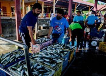 PENDARATAN ikan baja dan matang yang tidak diasingkan akan memberi kesan terhadap stok perikanan negara pada masa hadapan.