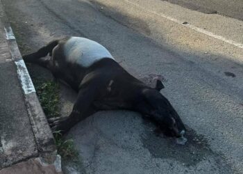 KEADAAN seekor tapir jantan yang ditemukan mati berhampiran Politeknik Sultan Mizan Zainal Abidin, Dungun, hari ini.