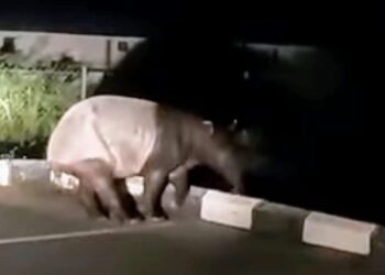 TANGKAP layar daripada video menunjukkan seekor tapir yang didakwa ditemukan di pekarangan Klinik Kesihatan Marang di Marang, semalam. - MEDIA SOSIAL