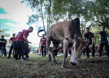 SEBANYAK 33 ekor lembu korban 'ditumbangkan' Bomba. - UTUSAN/FAIZ ALIF ZUBIR