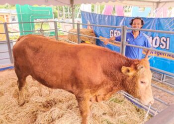 ABDUL Rashid Md. Yusop bersama  Baba ketika ditemui di Melaka Agrofest 2024 di Dataran Sejarah, 
Ayer Keroh semalam. – UTUSAN/MUHAMMAD SHAHIZAM TAZALI