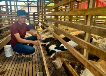 AHMAD Zaidi Abdul Basher meninjau keadaan kambing-kambing ternakannya yang jualan merosot bersempena Aidiladha tahun ini di Kampung Semadong, Padang Besar, Perlis semalam.- UTUSAN/ASYRAF MUHAMMAD