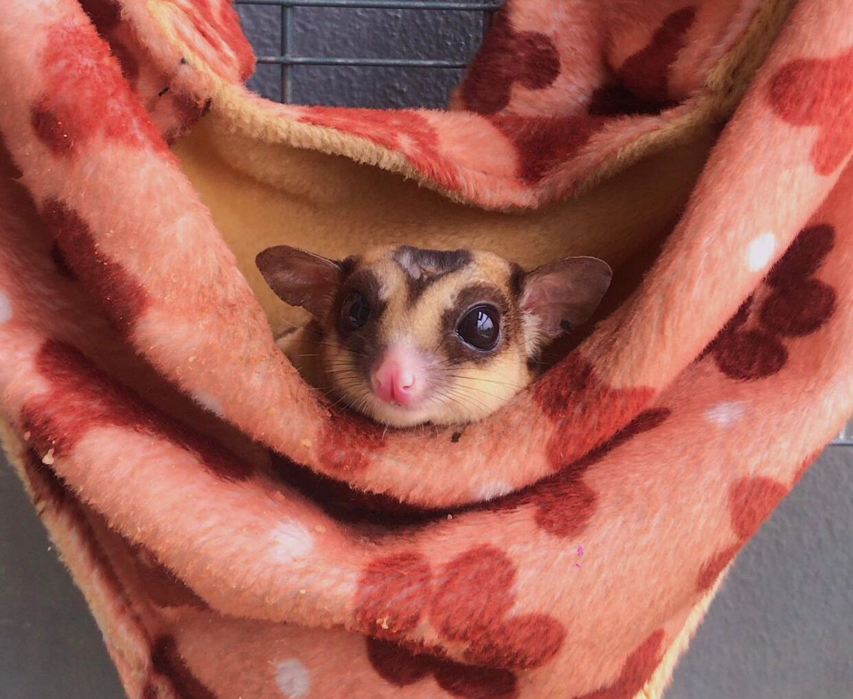 Sugar glider