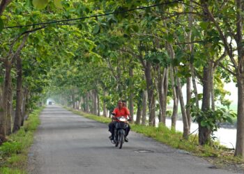 POKOK-POKOK jati dipercayai berusia lebih 30 tahun mengundang risiko kepada pengguna jalan raya di sepanjang jalan Tambun Tulang, Arau, Perlis. – UTUSAN/IZLIZAN OTHMAN