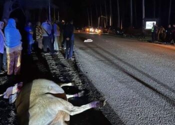 PENUNGGANG motosikal meninggal dunia di lokasi kejadian selepas melanggar seekor lembu yang melintas jalan di hadapan The Saddle Resort, Jalan Pantai Sepat, dekat Kuantan, malam tadi. - FOTO/IHSAN POLIS KUANTAN