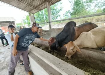 ABDUL Hakki Che Ahmad (kiri) memeriksa keadaan lembu jenis baka American Brahman yang mendapat permintaan tinggi dalam kalangan masyarakat semasa meninjau ladang lembu miliknya di Bukit Tuku, Pasir Mas, Kelantan-UTUSAN/YATIMIN ABDULLAH.