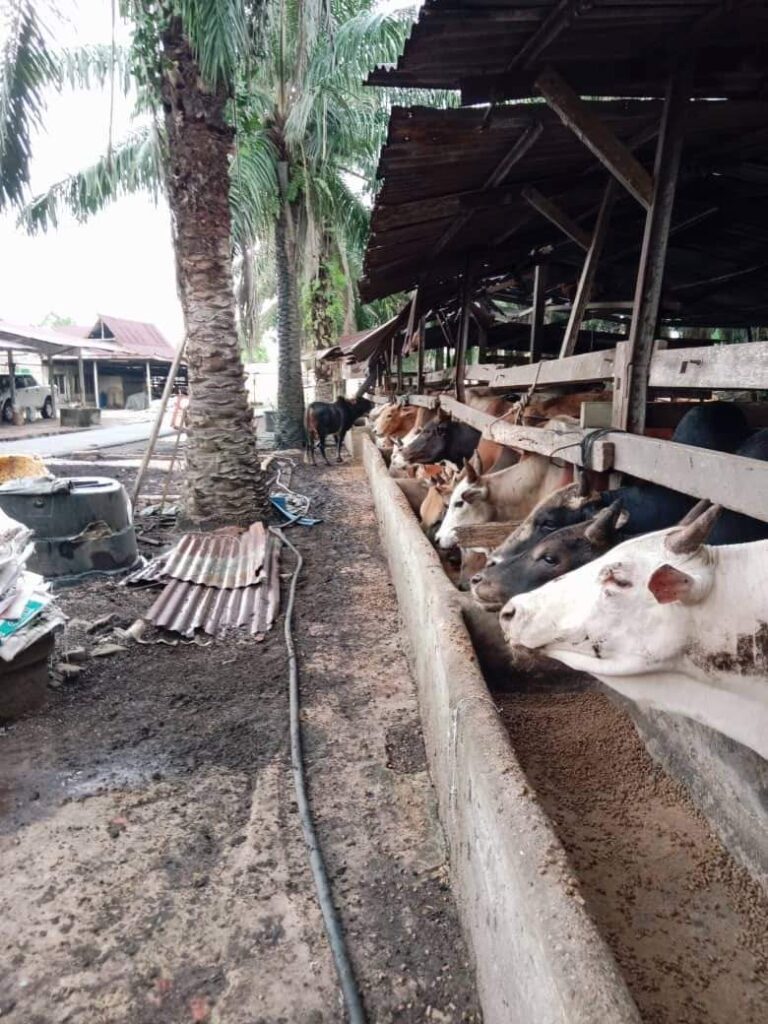 Korban: Yayasan Amal TYT agih 252 ekor lembu tahun ini
