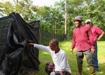 MOHD. Kaharudin Ibrahim menunjukkan perangkap yang dipasang oleh Jabatan Perhilitan Negeri Sembilan berhampiran rebannya di Kampung Gagu, Jelebu hari ini.-UTUSAN/NOR AINNA HAMZAH