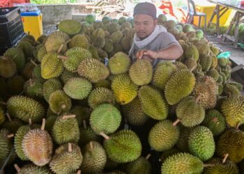 MOHD. Sufian Saleh menyusun durian kampung yang diborong dari Lenggong, Perak untuk dijual di gerainya di Kampung Titian Pendek, Kedai Buluh, Kuala Terengganu, semalam. - UTUSAN/PUQTRA HAIRRY ROSLI