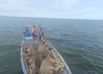 BOT penumpang bersama anak kapal dan lima ekor kerbau hidup yang dipintas oleh Agensi Penguatkuasaan Maritim Zon Miri, semalam.