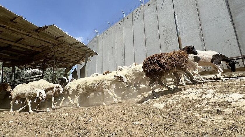 Israel larang haiwan korban dibawa masuk ke Gaza