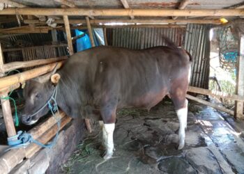 LEMBU korban seberat 825 kilogram disumbang Joko Widodo untuk Masjid Taqwa, Jembrana, Bali.- GAMBAR HIASAN