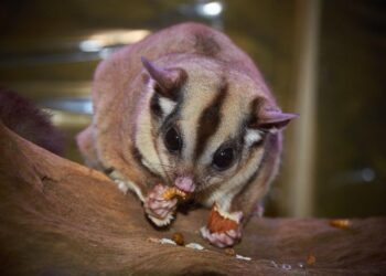 SUGAR glider itu akhirnya berjaya ditangkap dan dikeluarkan dari pesawat.-AGENSI