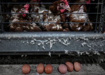 SUSPEK dan mangsa bertengkar gara-gara pertikaian mengenai soalan lama, 'yang mana datang dahulu, ayam atau telur.- AFP