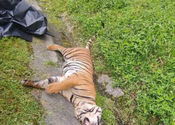 HARIMAU belang yang ditemukan mati dilanggar kereta di Kilometer 314.1, Lebuh Raya Utara-Selatan arah utara dekat Tapah, Perak.